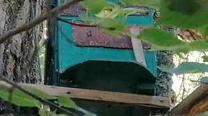 Ловля роев пчел