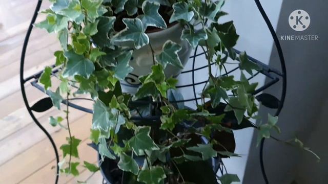 HEDERA HELIX, THE COMMON IVY, ENGLISH IVY, EUROPEAN IVY | EVERGREEN PERRENIAL | TOXIC | MURGRÖNA смотреть онлайн