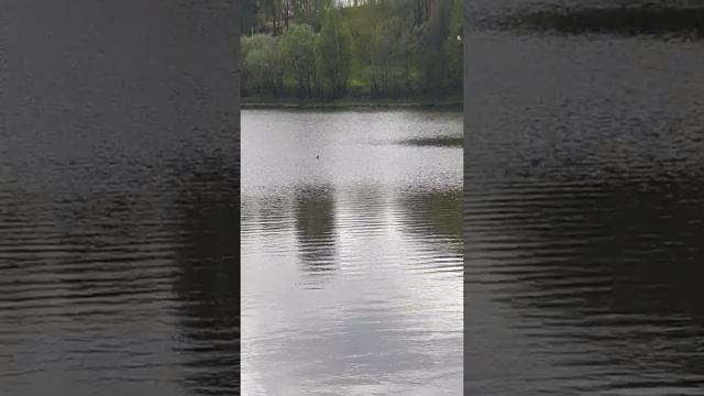 Лось спасается бегством в Красногорске смотреть онлайн