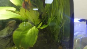 Мой растительный аквариум до использования удобрений линейки Tetra PlantaPro