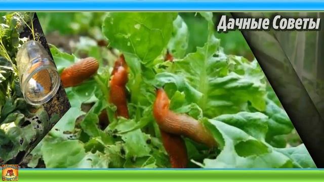 Применение ГЛЮТЕНА в саду и огороде ОТЛИЧНАЯ АЛЬТЕРНАТИВА химическим препаратам Дачные ХИТРОСТИ смотреть онлайн