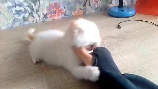 обзор на моего кота смотреть онлайн