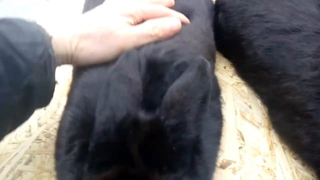 Что нам нужно знать при выведении новой линии Новозеландских чёрных кроликов? смотреть онлайн