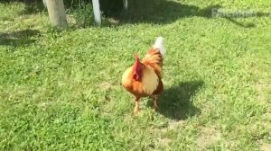 Веселая ферма, пастушка и быдло приколы ---) fail