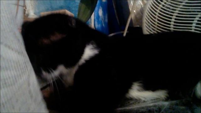 Самый добрый кот в мире смотреть онлайн