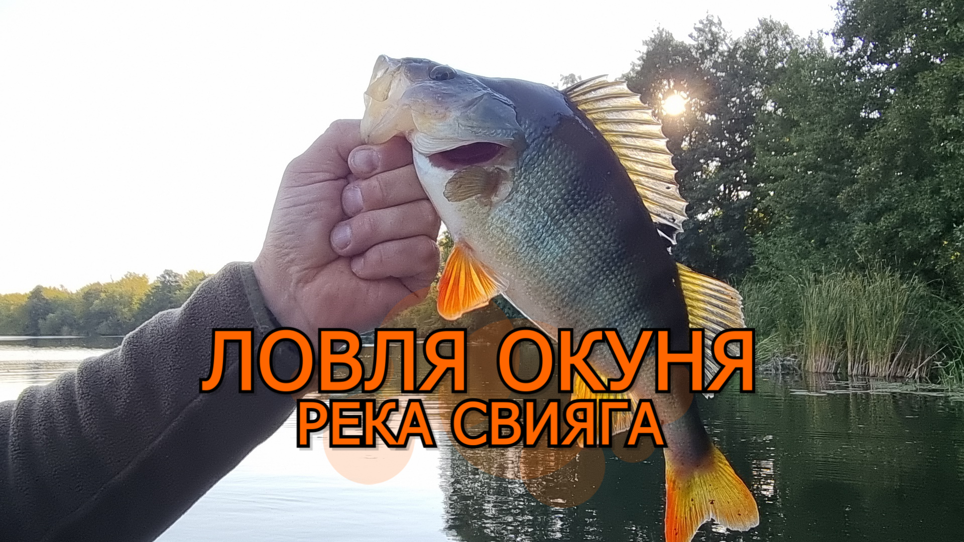 Ловля окуня на реке Свияга