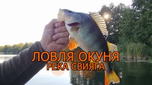 Ловля окуня на реке Свияга