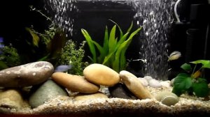 Аквариум с цихлидами 100 литров