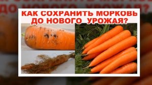 Как можно избавиться от морковной мухи?