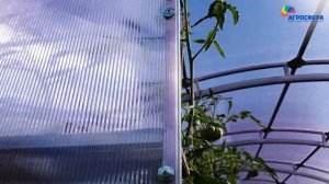 Первый урожай в прямостенной теплице Агросфера с поликарбонатом Sellex Botanica / агросфера.рф