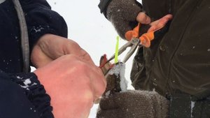 Как достать крючок из пасти щуки