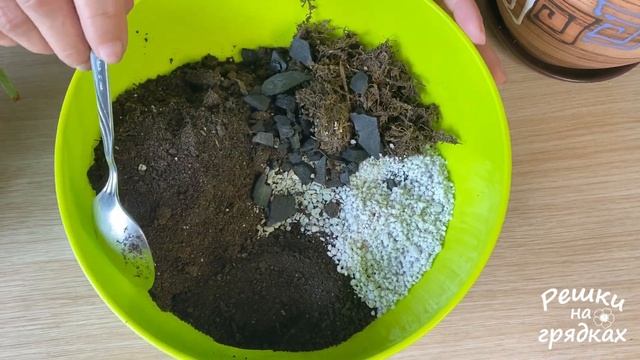 Пересадка папоротника Какой грунт нужен папоротнику Уход после пересадки