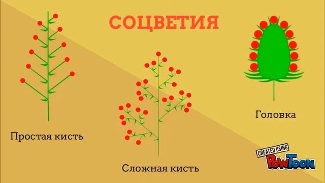 Семейство Бобовые смотреть онлайн