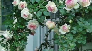 Плетистая Роза,посадка, уход, выращивание