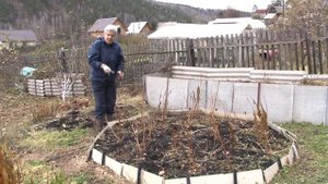 Голова садовая - ВАЖНО! Правильная обрезка лилий