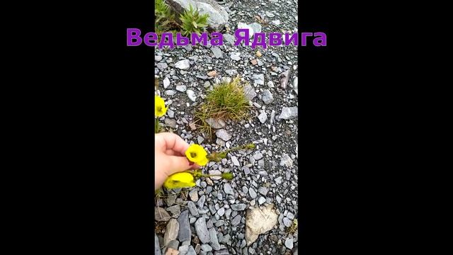 Альпийский мак.mp4