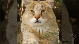 Всё о Рыси. Рысь. Снежная рысь. Мощь. Грация. Сила. Хищник. Среда обитания Рыси