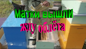 Матки вышли жду облёта