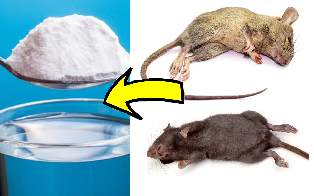 Способы избавиться от мышей