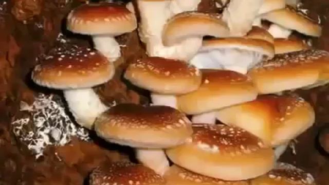 Ганодерма гриб Рейши обзор