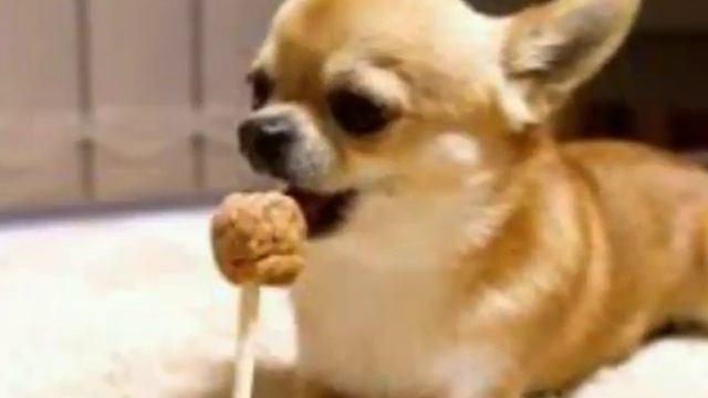 Пропала собака помогите пожалуйста смотреть онлайн