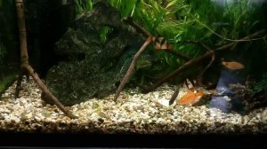 Как кормить рыбок овощами