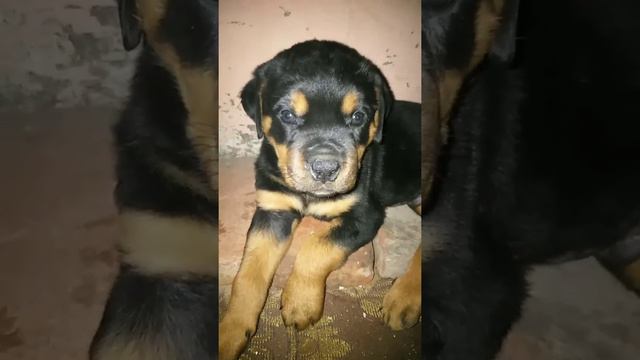 Rottweiler react to strange sound ... #cute #dog #puppy #love #rottweiler