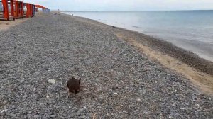 Прогулка. Между оз. Багайлы и Чёрным морем. Сакский р-н, с.Фрунзе, Крым.