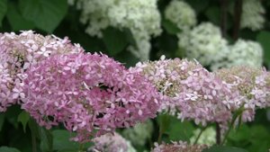 Футаж гортензия 09