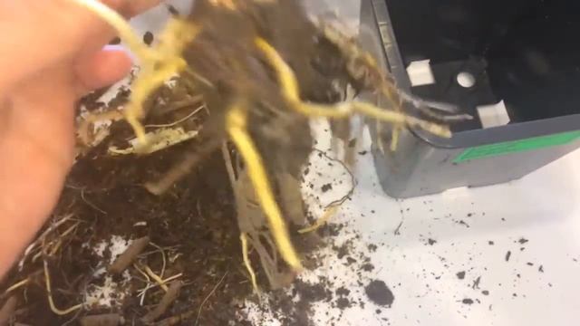 Лилейник 21.04.18 Посадка лилейника на проращивание смотреть онлайн