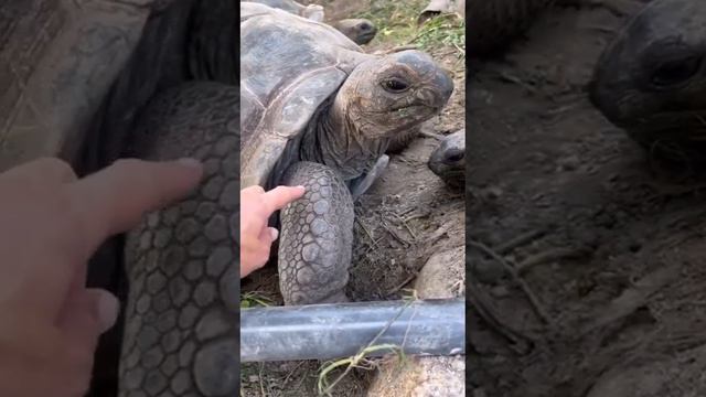 Гигантские черепахи Альдара на Сейшелах