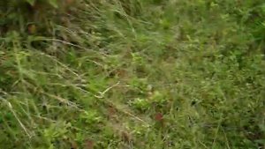 Отличие между  ясенем носолистным,  маньчжурским и  пенсельванским