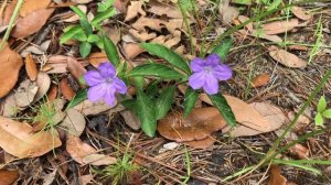 Carolina Wild Petunia