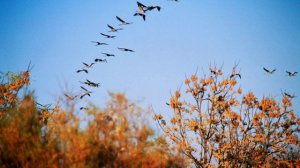 ОТОРВАЛСЯ ОТ БЕРЁЗКИ ЛИСТ... стихи Олега Белова