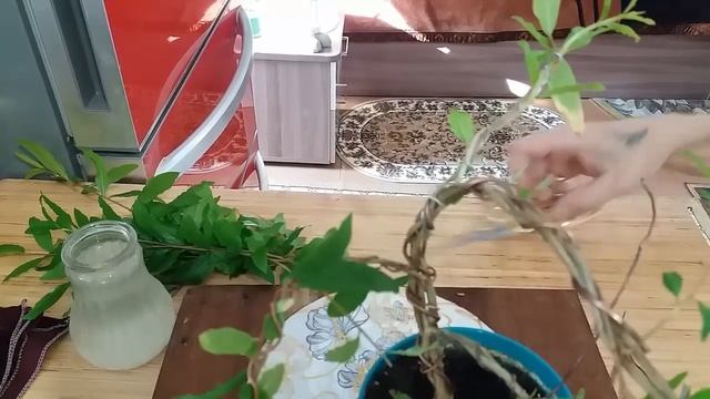 Формировка и обрезка граната БОНСАЙ стиль ПОРЫВ ВЕТРА смотреть онлайн