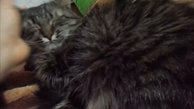 VLOG: Весёлое утро выходного дня/ Как мы одеваемся в школу)) смотреть онлайн