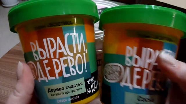 "Вырасти дерево!" Показываю свои наборы для выращивания сосны гималайской и катальпы Зеленый капита