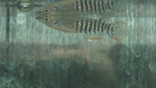 Линеатус - Aplocheilus lineatus смотреть онлайн