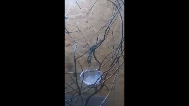 Хамелеон на охоте. смотреть онлайн