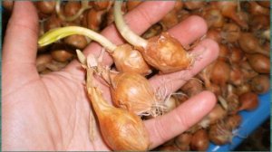 Как хранить лук севок зимой, чтобы к посадке он не выпустил стрелки?