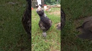 Фавероль Лососевая.