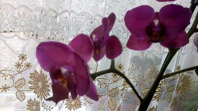 Комнатные растения .Обзор комнатных цветов .Часть 4. смотреть онлайн