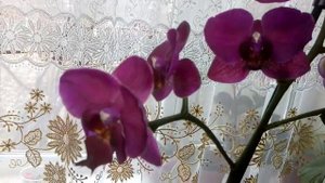 Комнатные растения .Обзор комнатных цветов .Часть 4.