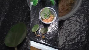 Укоренение в мох сфагнум.