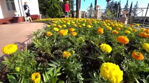 В Адлере нас ждал сюрприз! Дендрарий, пансионат Южный, центральная набережная Сочи