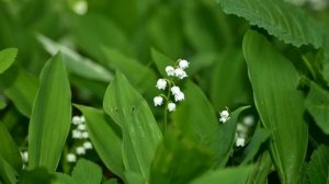 Ах, ландыш, отчего так радуешь ты взоры! Пётр Чайковский (слушать стихи)