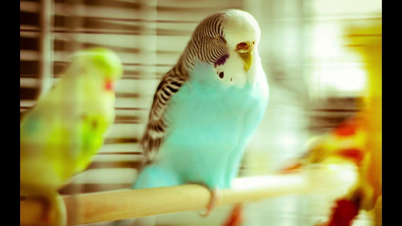 Почему попугайчик сидит на одной лапе? Травма или норма? Разбираемся! смотреть онлайн