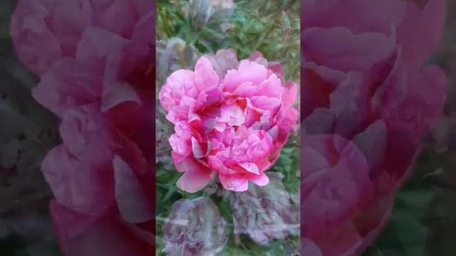 Красивые пионы в саду Beautiful peonies in the garden #Shorts