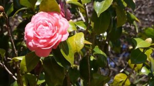 Kamelie (Camellia japonica)