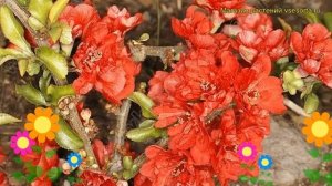 Айва японская Ред Джой. Краткий обзор, описание характеристик chaenomeles japonica Red Joy